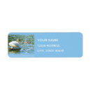 Search for swan return address labels Nature