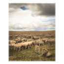 Search for lambs posters Flock