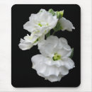 Search for annuals electronics Flowers