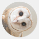 Search for barn animal stickers Owl