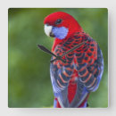 Search for wild one clocks Bird