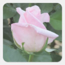 Search for pale pink rose stickers Flower
