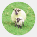 Search for sheep stickers Ewe