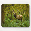 Search for roosevelt mouse mats Wildlife