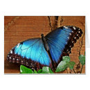 Search for blue morpho Wildlife