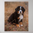Search for bernese mountain dog puppy posters Animal