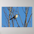 Search for mockingbird posters Ornithology