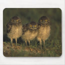 Search for burrowing mouse mats Cape coral