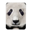Search for awesome rectangular magnets Cute