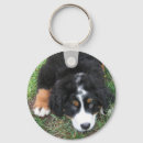 Search for bernese mountain dog key rings Photography