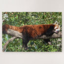 Search for red panda puzzles Bear