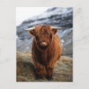 Search for scottish highland cow postcards Scotland