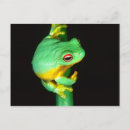 Search for treefrogs postcards Animal