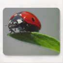 Search for ladybug lovers Wildlife