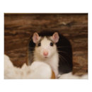 Search for pet rat posters Curious