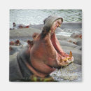Search for hippos magnets Safari
