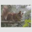 Search for pine nut Nature