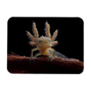 Search for newts magnets Animal