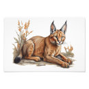 Search for wildcat art Big cat