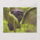 Search for strix postcards Nature