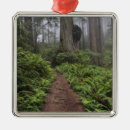 Search for redwood trees christmas tree decorations Trail