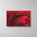 Search for red rose canvas prints Nature