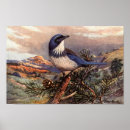 Search for scrubbing art Bird