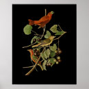 Search for audubon birds posters Ornithology