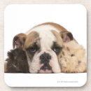 Search for bulldog coasters Animals