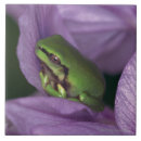 Search for tree frog tiles Outdoors