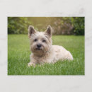 Search for schnauzer puppy postcards Pet
