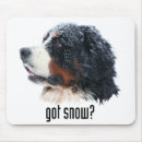 Search for bernese mountain dog electronics Bmd