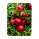 Search for apple tree magnets Green