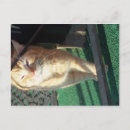 Search for cuddly postcards Cat