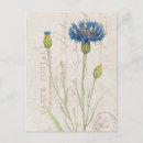 Search for cornflower blue postcards Vintage