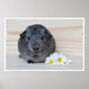 Search for cute guinea pig posters Cavy