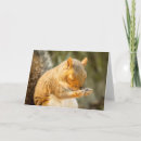 Search for eyes closed cards Animal