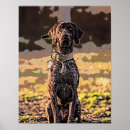 Search for german shorthaired pointer posters Gsp