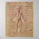 Search for human anatomy posters Medical
