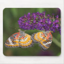 Search for invertebrate mouse mats Insect