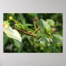 Search for cricket posters Green