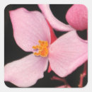 Search for begonia stickers Pink