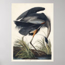 Search for wetland posters Great blue heron