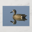Search for anas postcards Nature