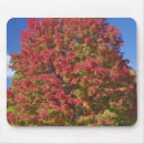 Search for maple trees mouse mats Fall