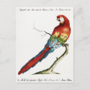 Search for macaws vertical postcards Cockatoo