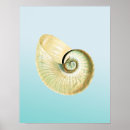 Search for nautilus posters Shell