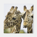 Search for togetherness magnets Wildlife