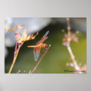 Search for dragonfly flying posters Wings
