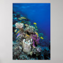 Search for swarming posters Coral